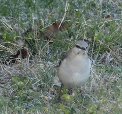 Mimus polyglottos