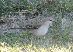 Mimus polyglottos