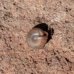 Oestophorella buvinieri