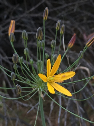 iNaturalist observation photo of goldenstar