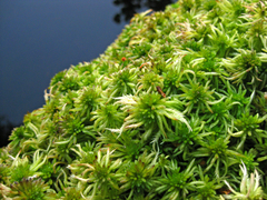Sphagnum riparium