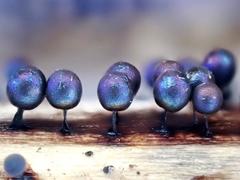 Lamproderma arcyrioides