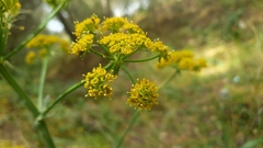 Heptaptera colladonioides