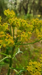 Heptaptera colladonioides