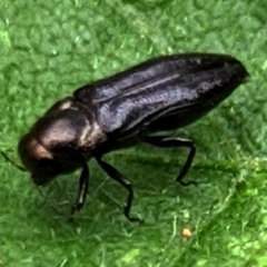 Agrilini
