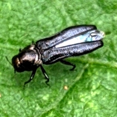 Agrilini