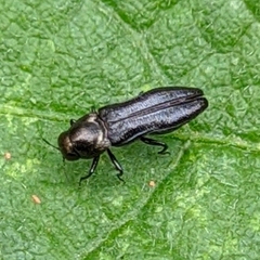 Agrilini