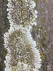 Protoparmeliopsis muralis