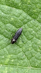 Agrilini