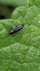 Agrilini
