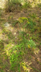 Heptaptera colladonioides