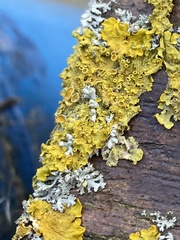 Xanthoria parietina