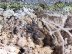 Alopecosa albofasciata