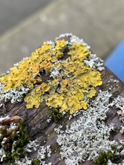 Xanthoria parietina