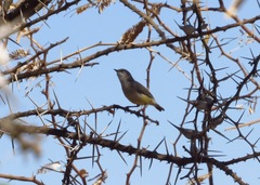 Eremomela icteropygialis