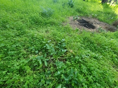 Heptaptera colladonioides