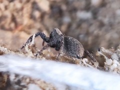 Alopecosa albofasciata