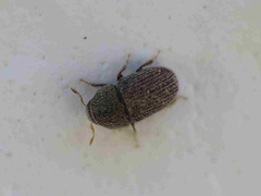 Phloeotribus scarabaeoides