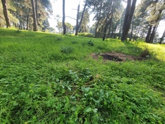 Heptaptera colladonioides