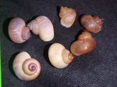 Pomatias rivularis