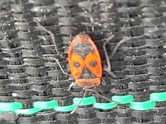 Pyrrhocoris apterus
