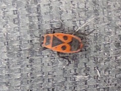 Pyrrhocoris apterus