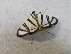Conchylodes nolckenialis