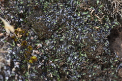 Mannia fragrans