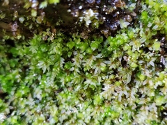 Mnium stellare