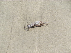 Ocypode gaudichaudii