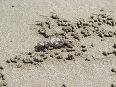 Ocypode gaudichaudii