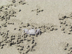 Ocypode gaudichaudii