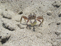 Ocypode gaudichaudii