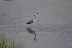 Egretta tricolor image
