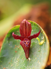 Pleurothallis alopex