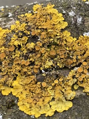 Xanthoria parietina