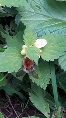 Bombus