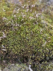 Ptychostomum capillare