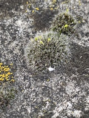 Grimmia pulvinata