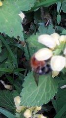 Bombus