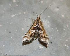 Diasemia