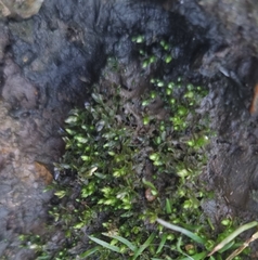Bryum argenteum
