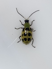 Diabrotica undecimpunctata