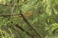 Embernagra platensis