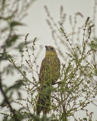 Embernagra platensis