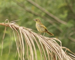 Embernagra platensis