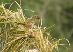 Embernagra platensis