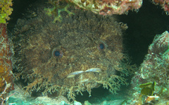 Sanopus barbatus