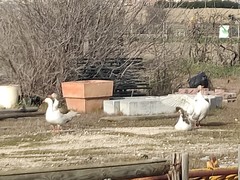 Anser anser domesticus