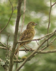 Embernagra platensis